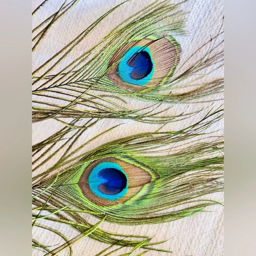 16” Big Eye Natural Peacock Feather Floral Home Decor & Arts Crafts 5 Feathers